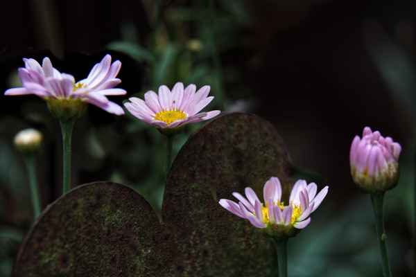 Margeriten mit Herz