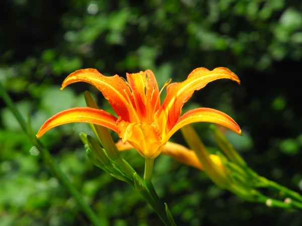 Orangfarbene Blume