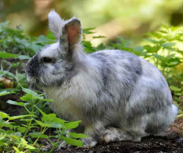 Kaninchen
