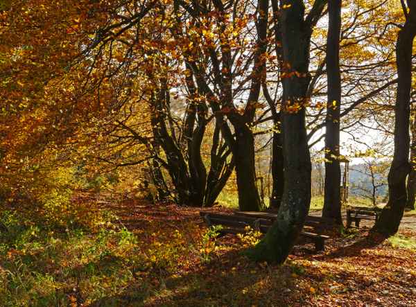 Im Herbstwald