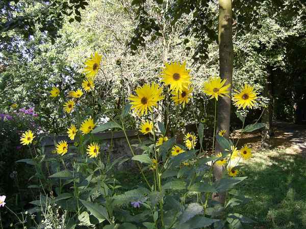 Blumen am Bismarckhäuschen - Göttinger Wall