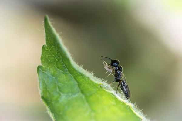 Grabwespe ersticht Blattlaus mit dem Maul