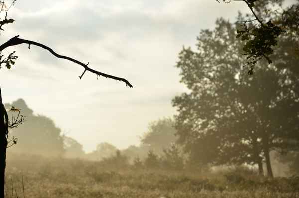 Morgens in der Heide