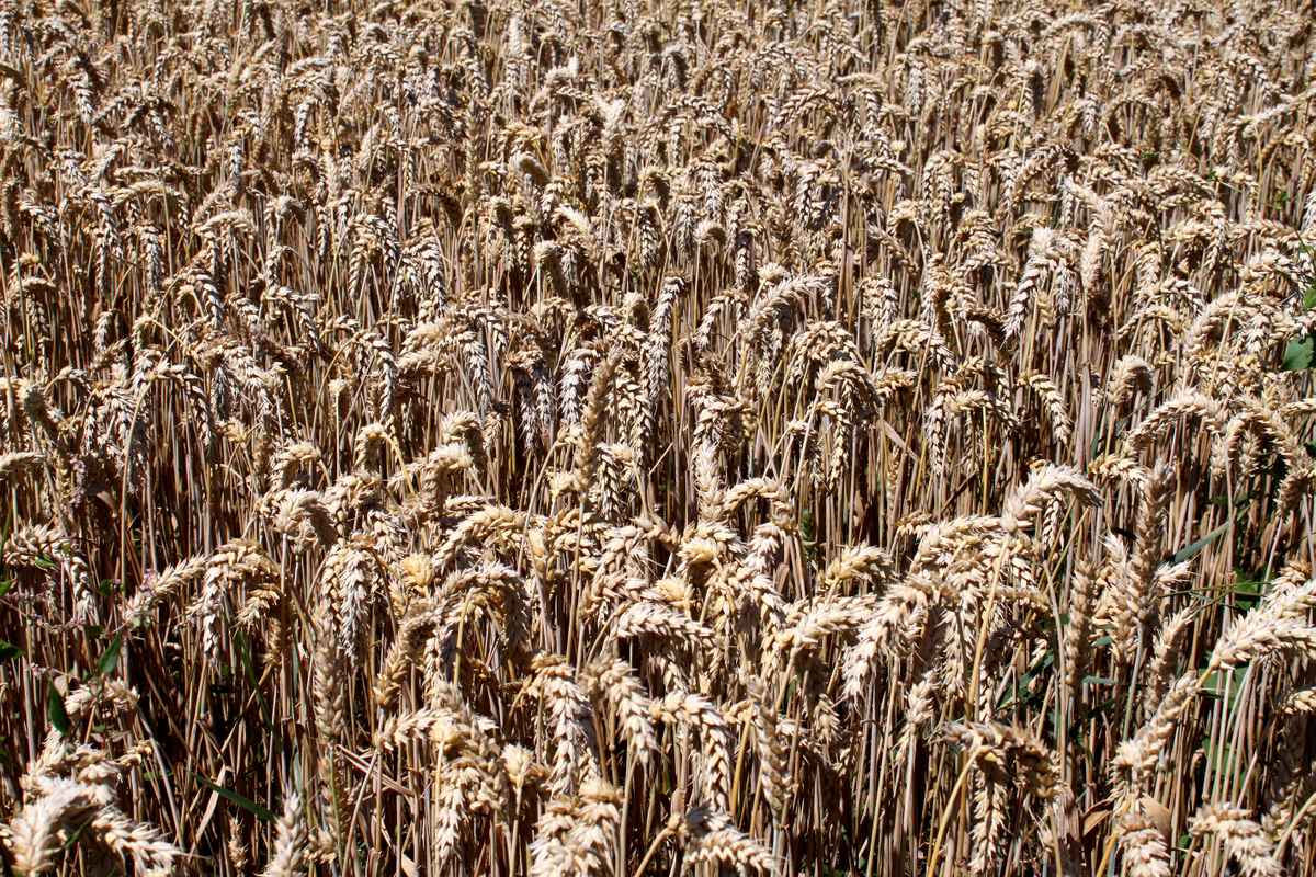 Weizenfeld reif näher