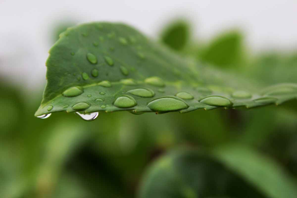 Nach dem Regen