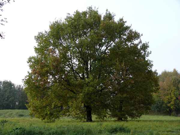 Efeubaum