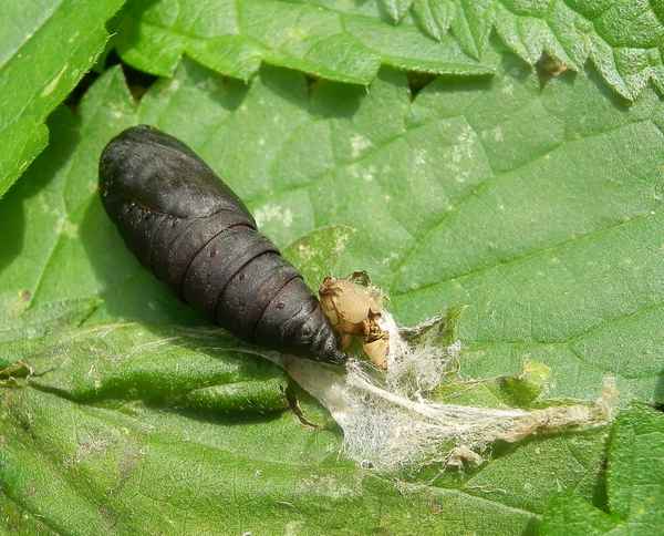 Schwarze Schmetterlingspuppe auf Brennessel