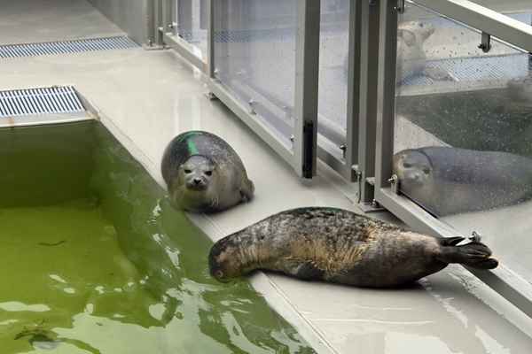 Seehundzentrum von Lauwersoog