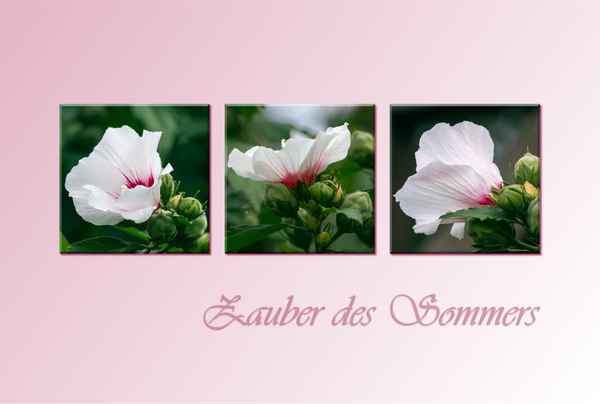 zauberhafter sommer - für 'opa paul' ;)