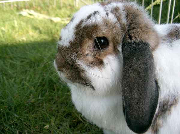Hasi
