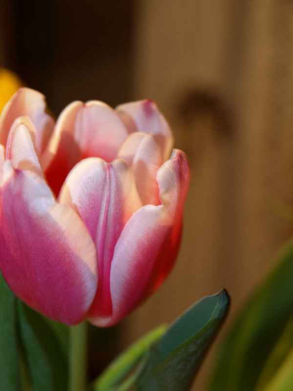 Nahaufnahme einer Tulpe