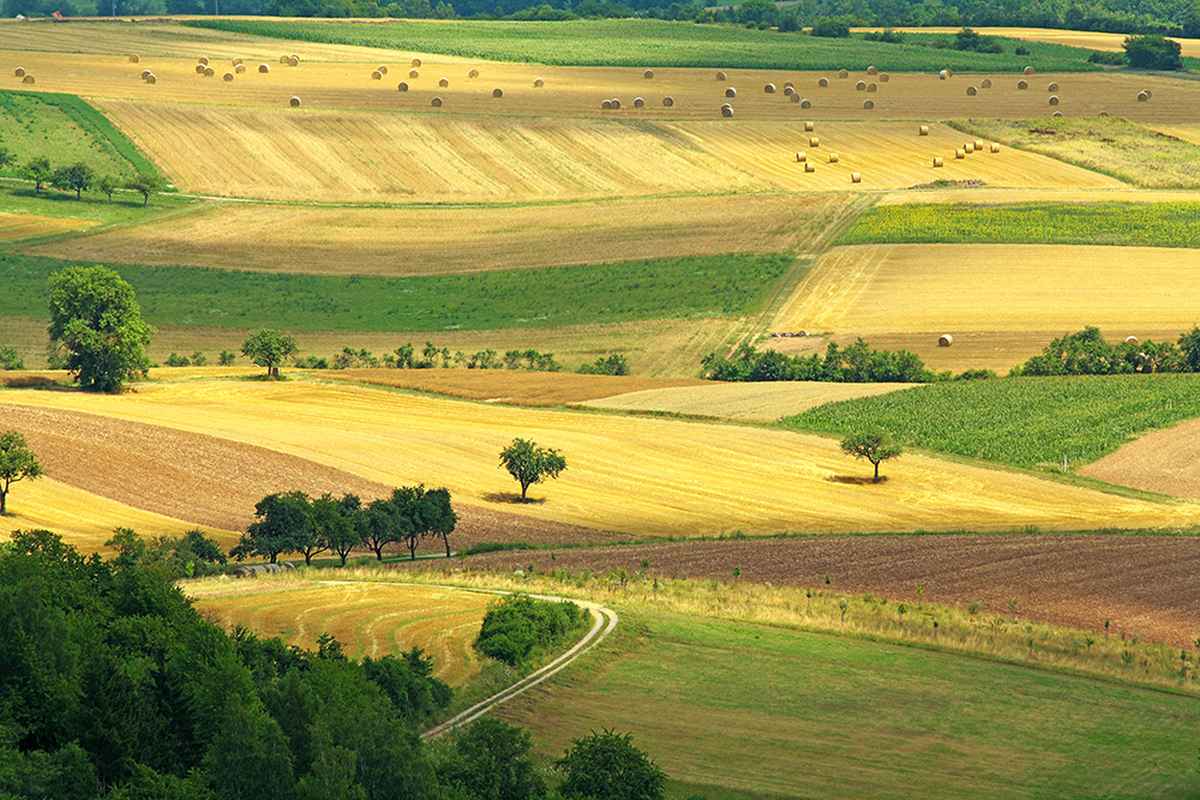 harvest time