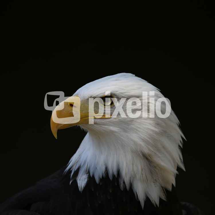 Adlerportrait