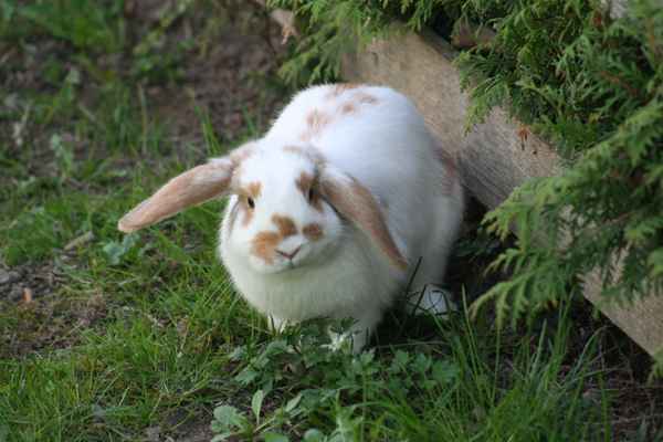 Hase