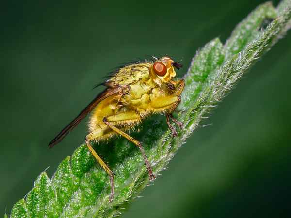 Gelbe Dungfliege_1