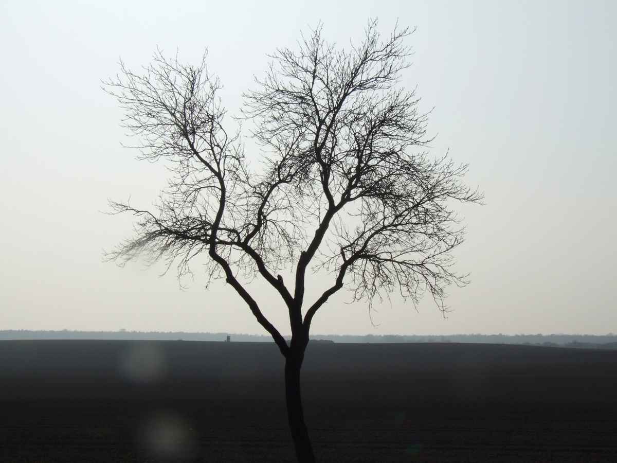 Einsamer Baum