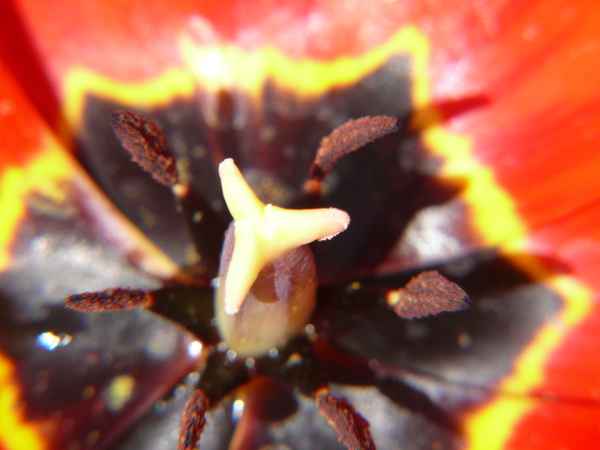 Innenleben der Tulpen