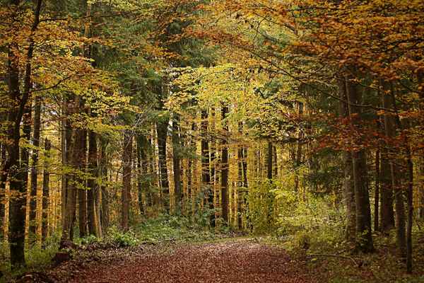 Im Herbstwald