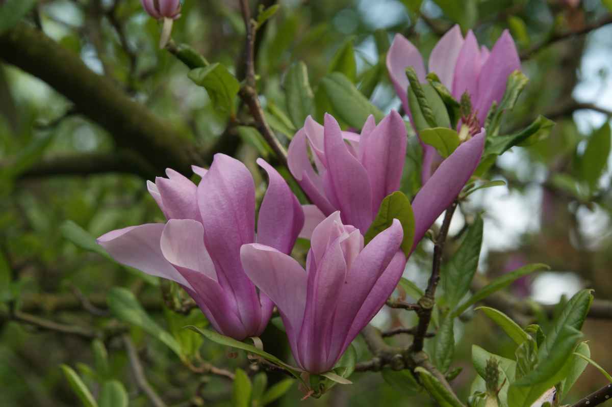 Magnolienblüten