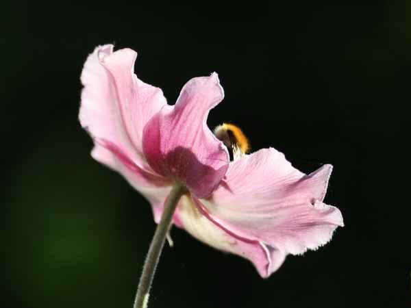 herbstanemone
