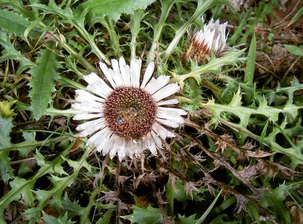 Distel auf der Alm
