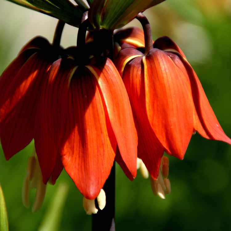 Blüte der Kaiserkrone