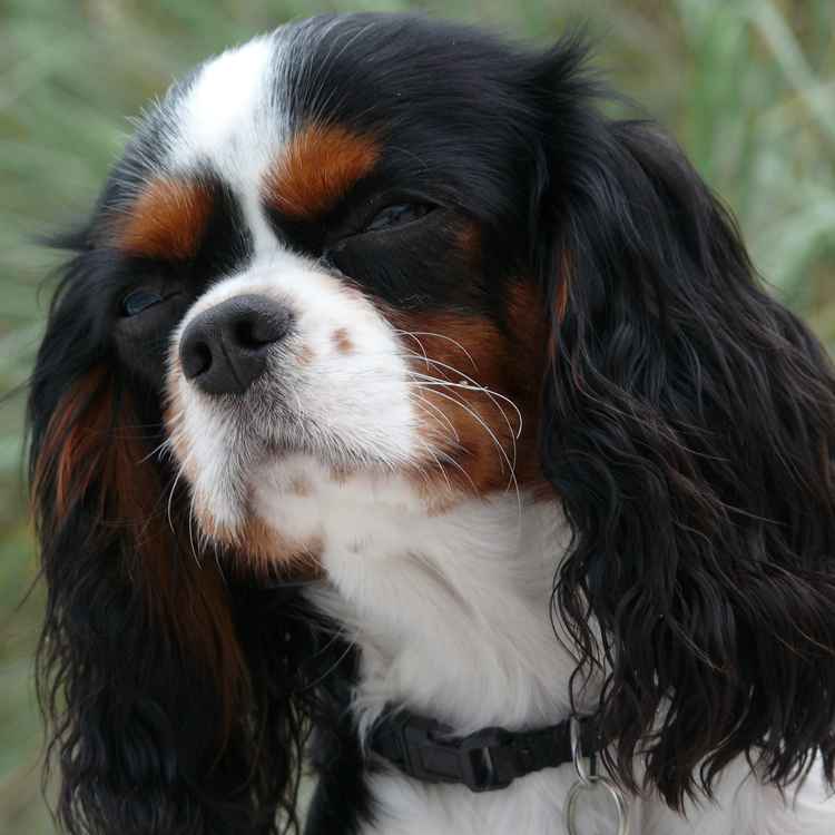 cavalier king charles spaniel