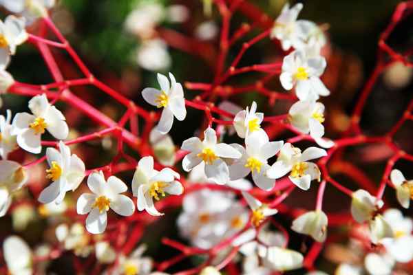  Rote Äste