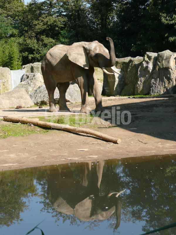 Elefant