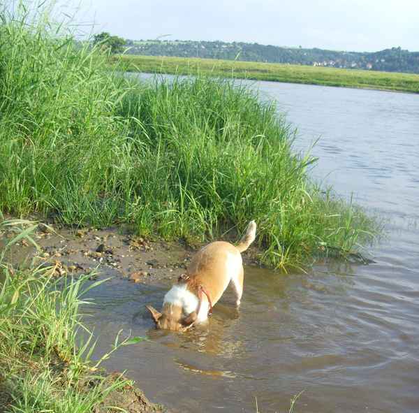 Mini_die Supertaucherin