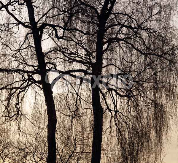 Baum