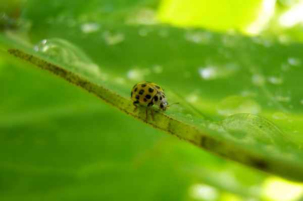 Zweiundzwanzigpunkt-Marienkäfer