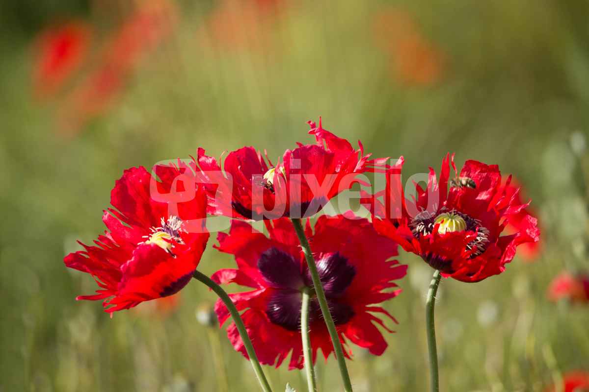 Mohnblumen