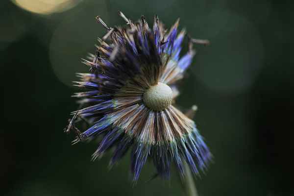 KugelDistel