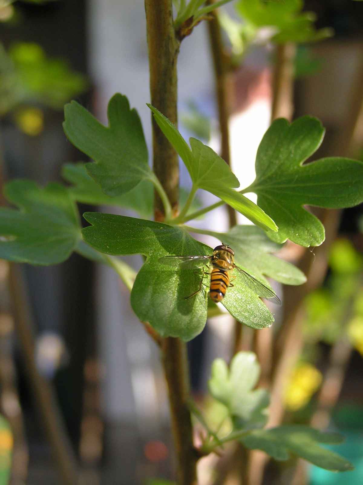 Schwebfliege im Abendlicht