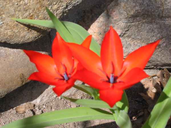 Tulpe