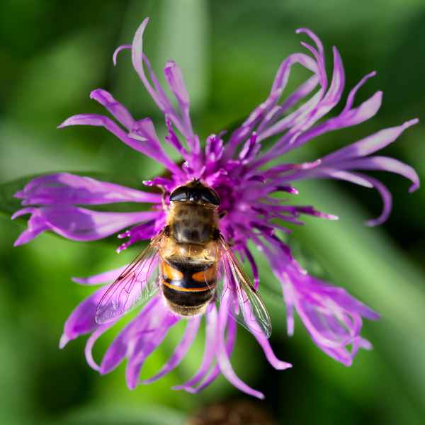 Mistbiene auf Flockenblume