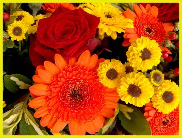 Rosen & Blumen