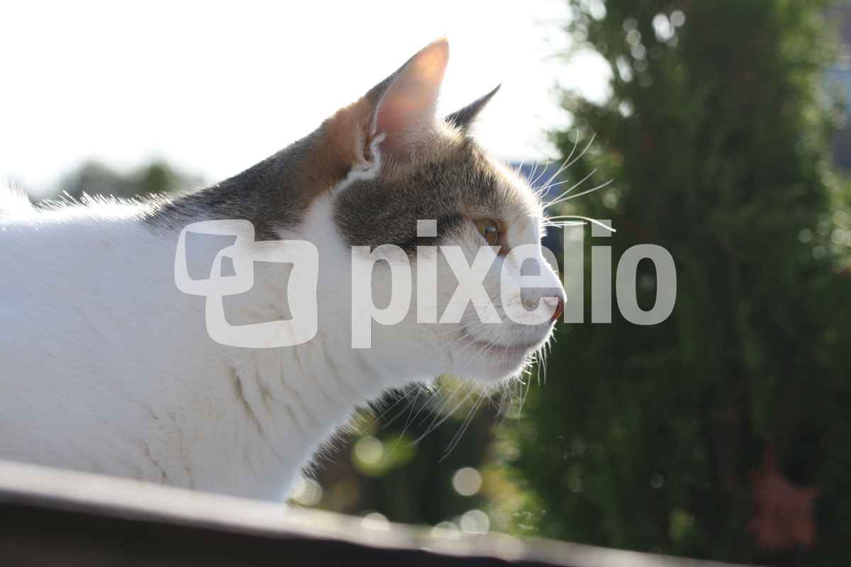 Katzenportrait