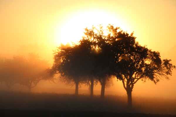 Sonnenaufgang über Streuobstwiese im Nebel