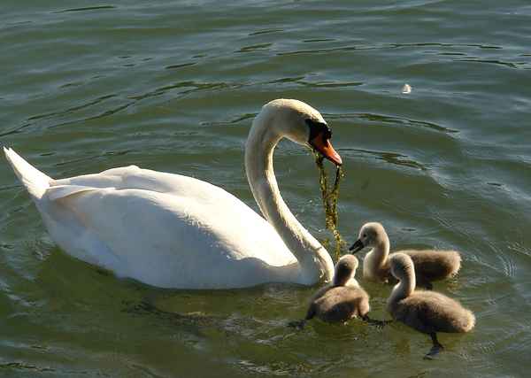 Familie weiss Schwan