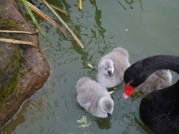 Junger Schwan schaut hoch