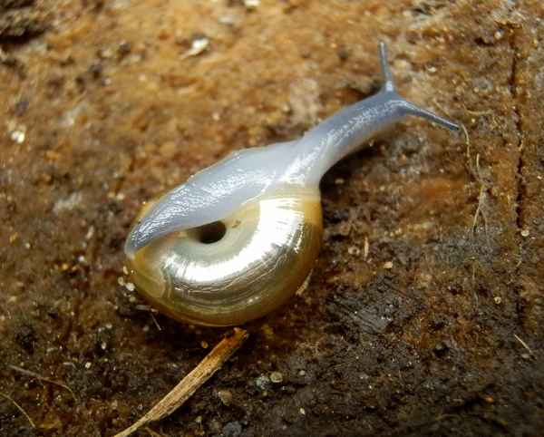 Keller-Glanzschnecke