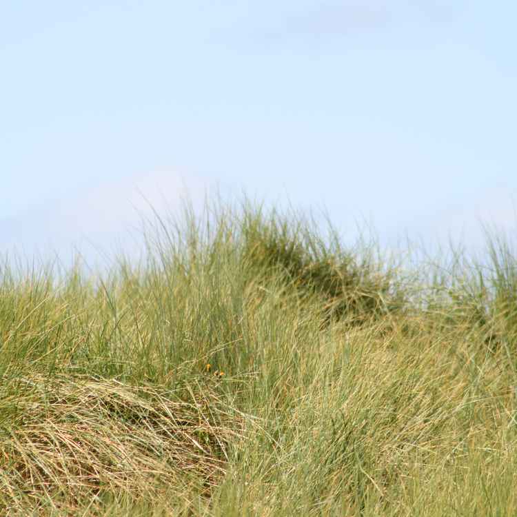Strandhafer an der Nordsee