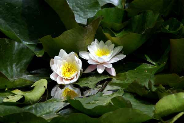 bot. Garten Uni-Hohenheim 9