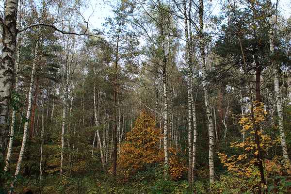 Herbst im Birkenwald