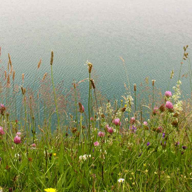 am See