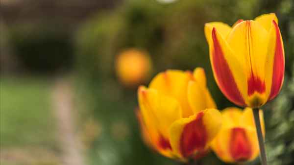 Tulpenblüten aus dem Garten