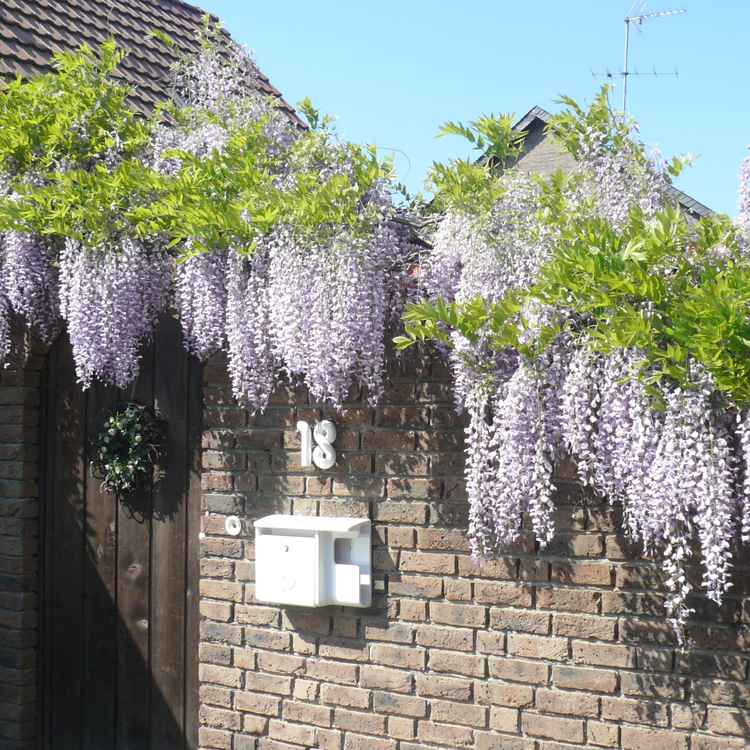 Blauregen