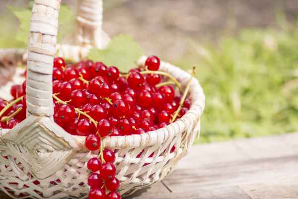 Rote Johannisbeeren